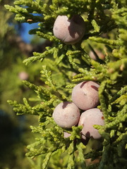 Juniperus arizonica
