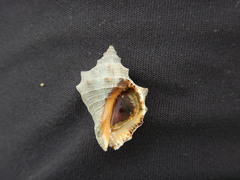 Stramonita biserialis