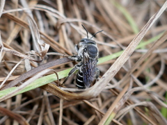 Lithurgopsis gibbosa