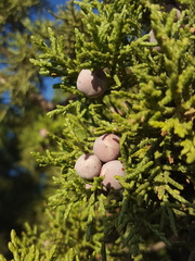 Juniperus arizonica