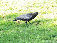 Corvus brachyrhynchos