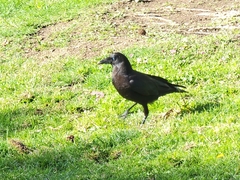 Corvus brachyrhynchos