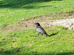 Corvus brachyrhynchos