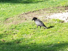 Corvus brachyrhynchos