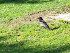 Corvus brachyrhynchos
