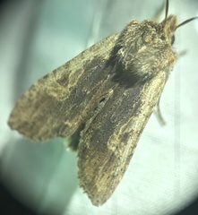 Lithophane hemina