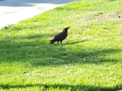 Corvus brachyrhynchos