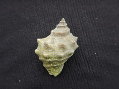 Stramonita biserialis