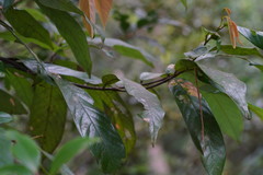 Fissistigma glaucescens