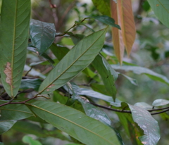 Fissistigma glaucescens