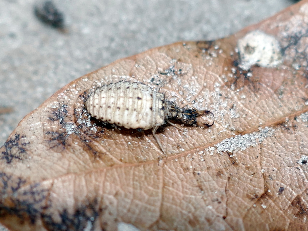 Myrmeleon carolinus