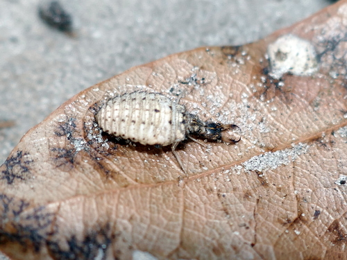 Myrmeleon carolinus