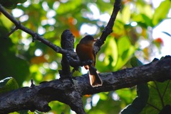 Contopus latirostris