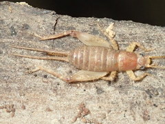 Arachnocephalina