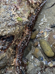 Astrometis sertulifera