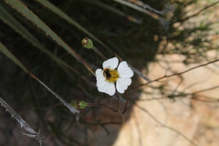 Tridax palmeri