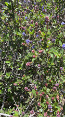 Ceanothus prostratus