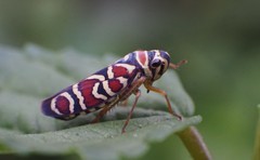 Agrosoma bispinella