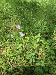 Dipterostemon capitatus capitatus