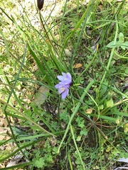 Dipterostemon capitatus capitatus