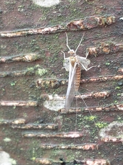 Ephemerella subvaria