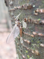 Ephemerella subvaria