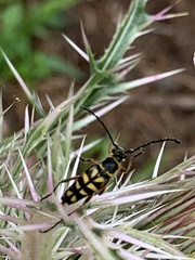 Typocerus zebra