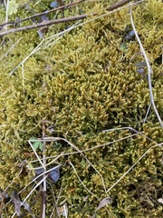 Hypnum fauriei