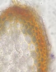 Hypnum fauriei