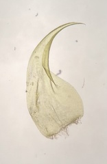 Hypnum fauriei