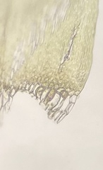 Hypnum fauriei