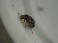Liromus pardalis