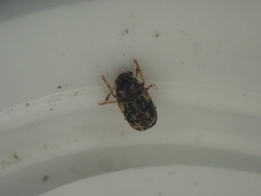 Liromus pardalis