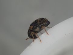 Liromus pardalis