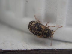 Liromus pardalis