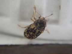 Liromus pardalis