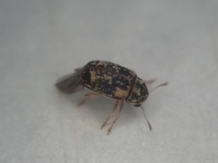 Liromus pardalis