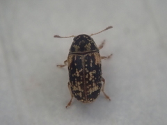 Liromus pardalis