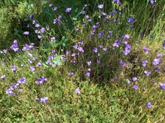 Dipterostemon capitatus capitatus