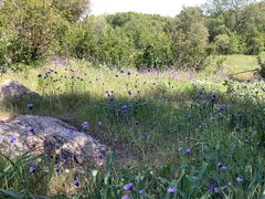 Dipterostemon capitatus capitatus