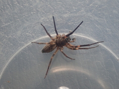 Amaurobioides
