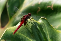 Erythemis mithroides