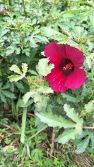 Hibiscus radiatus