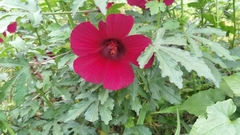 Hibiscus radiatus
