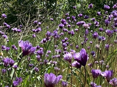 Dipterostemon capitatus capitatus