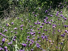 Dipterostemon capitatus capitatus