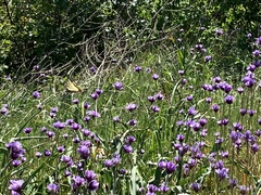 Dipterostemon capitatus capitatus