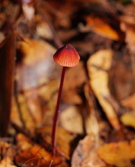 Mycena toyerlaricola