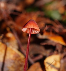 Mycena toyerlaricola