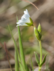 Cerastium viride